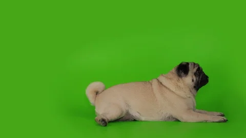 Cute pug dog head up, looking to the owner. Asking. Lying flat . Green screen. Vídeos de archivo 107635669