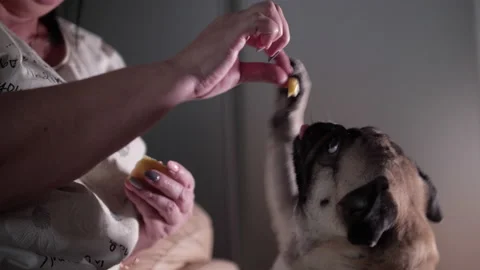 Cute pug dog knocking out a piece of food from his owner. Begging. Play Stock Footage 100165251