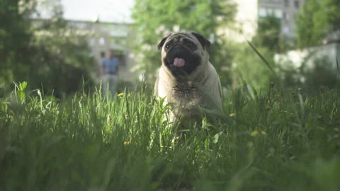 Cute pug dog looking around in the lawn. Owner is behind. Sunny summer Stock Footage 89575110