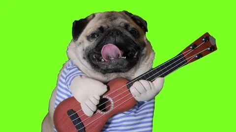Cute pug dog looking at camera on green screen. Chroma key Video stock 142188517