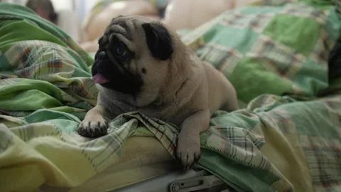 A cute pug dog lying in bed with owner, looking around. Lovely face. Close up Video stock 100161551