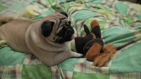 Cute pug dog lying on bed with a toy. Looking for its owner Video stock 100161834