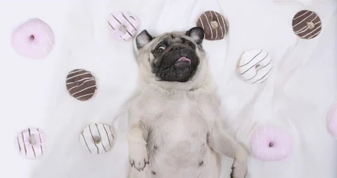 Cute pug dog lying on bed with donuts.  Belly up. Portrait. Dog love food, donut Video stock 150133813