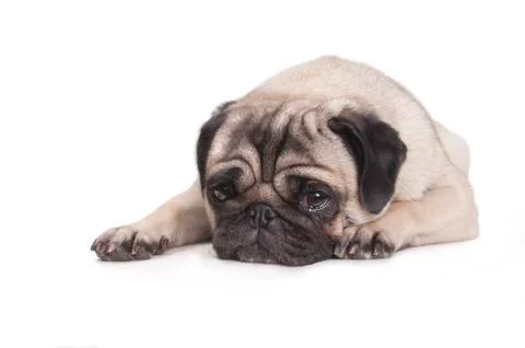 Cute pug dog lying down on floor crying Stock Photos