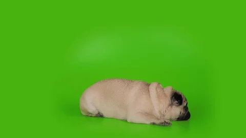Cute pug dog lying flat, falling asleep, changhing pose. Green screen Stock-Footage 107329371