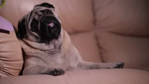 Cute pug dog lying on sofa. tilting head. looking, listen to its owner Stock Footage 100161630
