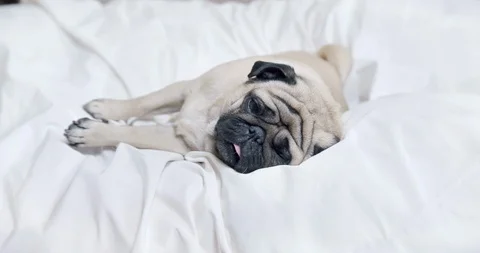 Cute pug dog lying on white bed. Sweet sleepy face. Relaxing. White bedding Video stock 128079009