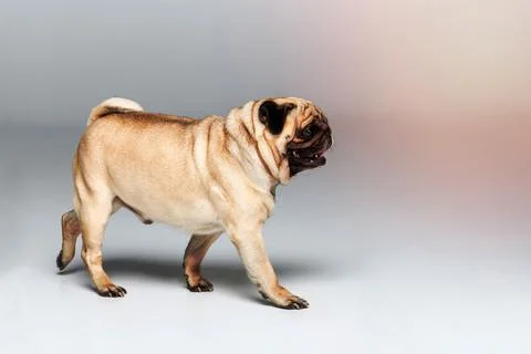 Cute pug dog Stock Photos