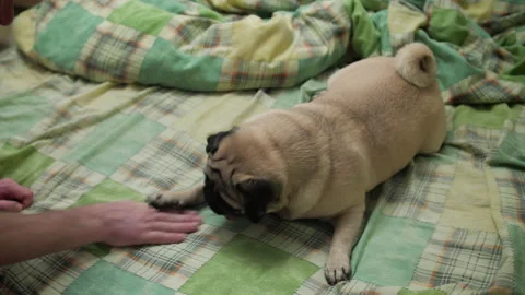 Cute pug dog playing active with owner on bed. Playing with paws, bouncing. Video stock 100167163