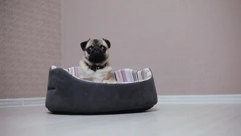 A cute pug dog sit in bed, tired and lazy Video stock 89730656