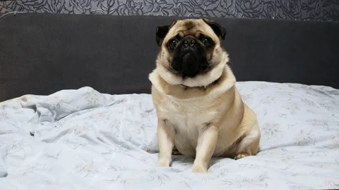Cute pug dog sit on bed, tired and lazy Stock Footage 122200378