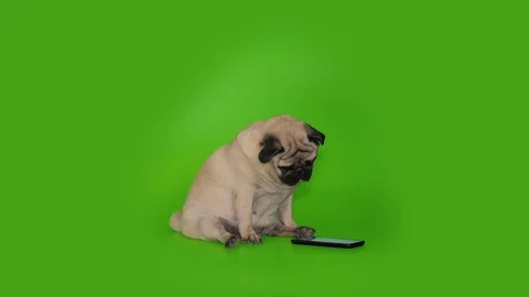 Cute pug dog sitting looking to smartphone, gadget with surprise. Green screen. Stock Footage 107329642
