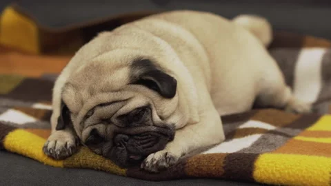 A cute pug dog sleeping deep sweet. Make cute sleepy eyes, glance. Lovely face Vidéo 96209003