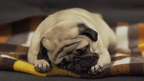 A cute pug dog sleeping deep sweet. Lovely face Vidéo 96209815