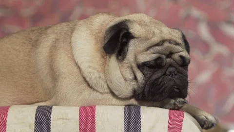 A cute pug dog sleeping deep sweet. Make cute eyes, glance. Lovely face 스톡 동영상 96223729