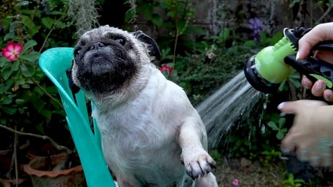 Cute pug dog taking a shower with shampoo and water at outdoor Video stock 102759686