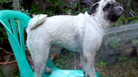 Cute pug dog taking a shower with shampoo and water at outdoor Video stock 102760096