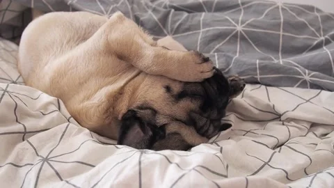 Cute pug dog waking up in bed in the morning and washes eyes and lies lazily on Stock Footage 167614309