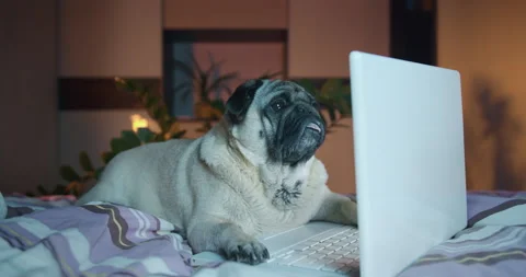 Cute pug dog watching content online with laptop, notebook lying on bed at home 스톡 동영상 149157660