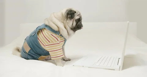 Cute pug dog watching content with laptop, notebook. Work, study online Stock Footage 150198564