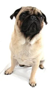 Cute Pug with Expressive Face Stock Photos