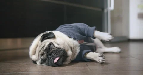 Cute pug, funny dog lying on the floor. Sleep, nap. Funny pose, cute funny face Stock-Footage 148275656