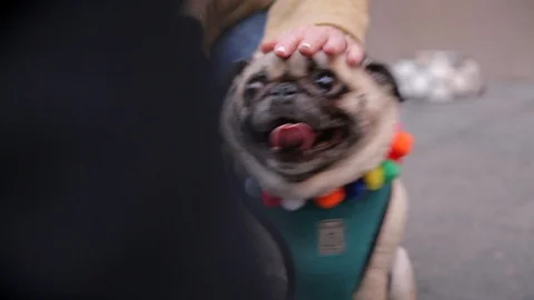 Cute pug getting pet Stock Footage 100661845