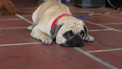 Cute pug laying on floor. Stock Footage 267846326