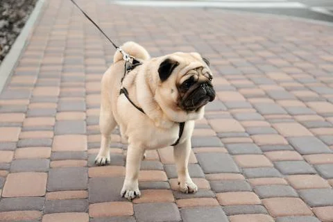 Cute pug with leash outdoors. Dog walking Stock Photos