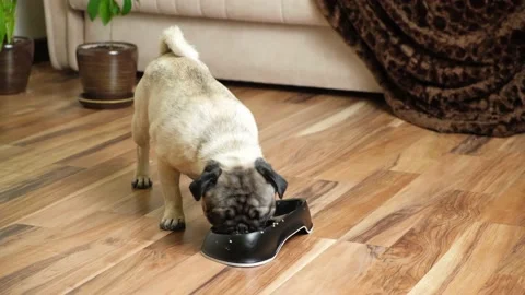 Cute pug licks and eats wet dog food. Complete healthy food. Stock Footage 228673421