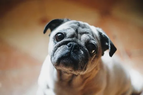 Cute pug look into the camera. Stock Photos