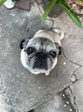 Cute pug look into the camera Stock Photos