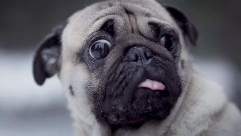 Cute pug looking very surprised Stock Footage 85374732