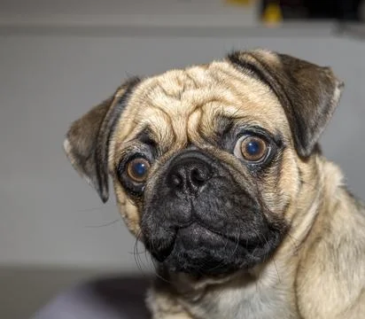 A cute pug looks at the camera Stock Photos