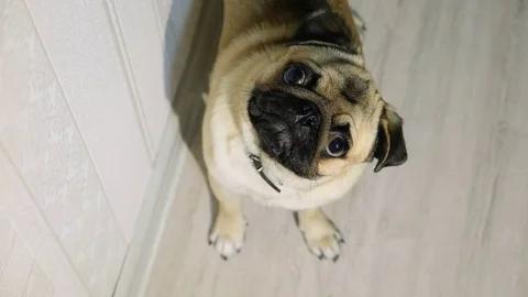 The cute pug looks interested in the camera Stock Footage 82274965