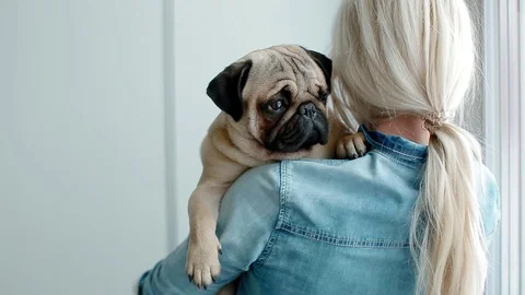 Cute pug on the owners hands. Stock Footage 91175441