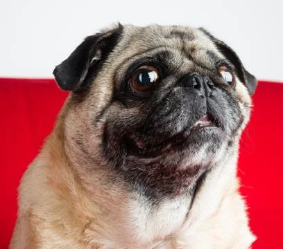 Cute Pug Stock Photos