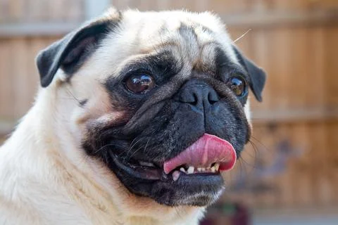 Cute Pug poses for the camera Stock Photos