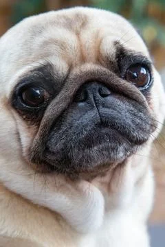 Cute Pug poses for the camera Stock Photos