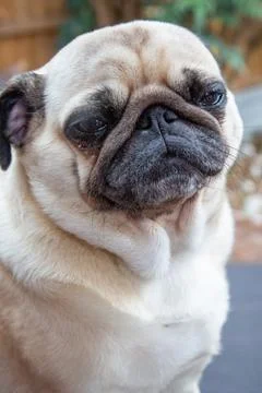 Cute Pug poses for the camera Stock Photos