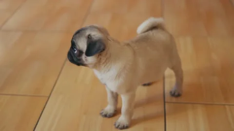 Cute pug puppy 스톡 동영상 163534876
