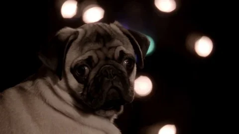 Cute Pug puppy looking at camera in dark Video stock 69266446