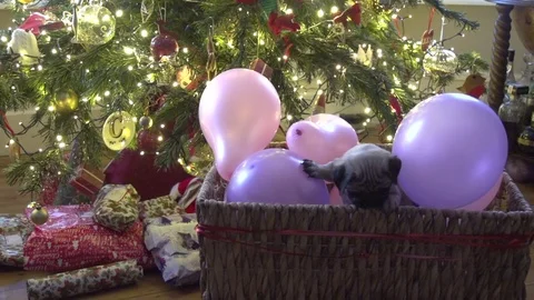 Cute pug puppy present under the christmas tree slow motion Video stock 75934265