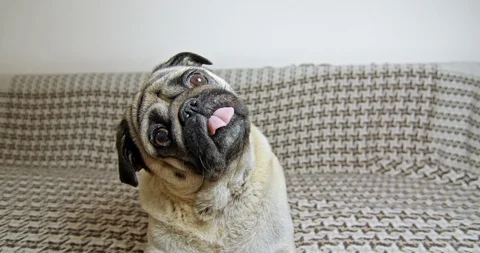 Cute pug rotating, tilting head funny. Exсited, surprised. Lying on sofa. 스톡 동영상 120369412