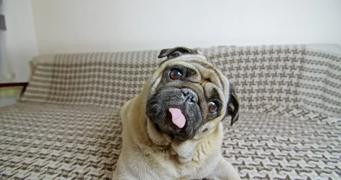 Cute pug rotating, tilting head funny. Exсited, surprised. Lying. Wide angle Vidéo 120369552