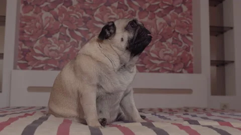 Cute pug sitting on bed. tilting head. looking for its owner Vídeos de archivo 96223387