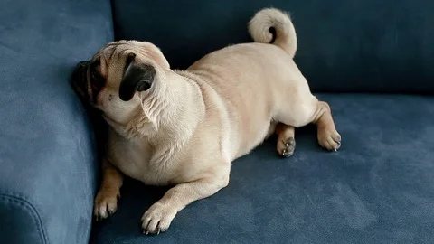 Cute pug sitting on the blue sofa Stock Footage 93701506