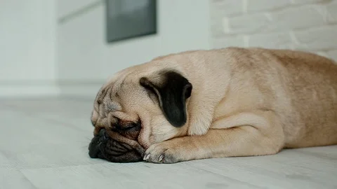 Cute pug sleeping on the floor Stock Footage 91257360