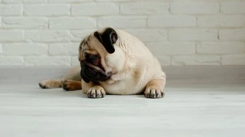 Cute pug sleeping on the floor Stock Footage 97697824