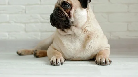 Cute pug sleeping on the floor Stock Footage 97697958